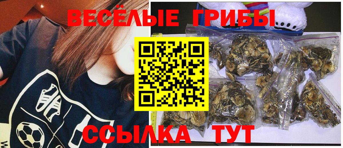 Галлюциногенные грибы мицелий  как найти закладки  Нерюнгри  Псилоцибиновые грибы Psilocybe 